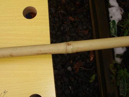 Noeud plein d'une tige de bambou Noeud plein d'une tige de bambou