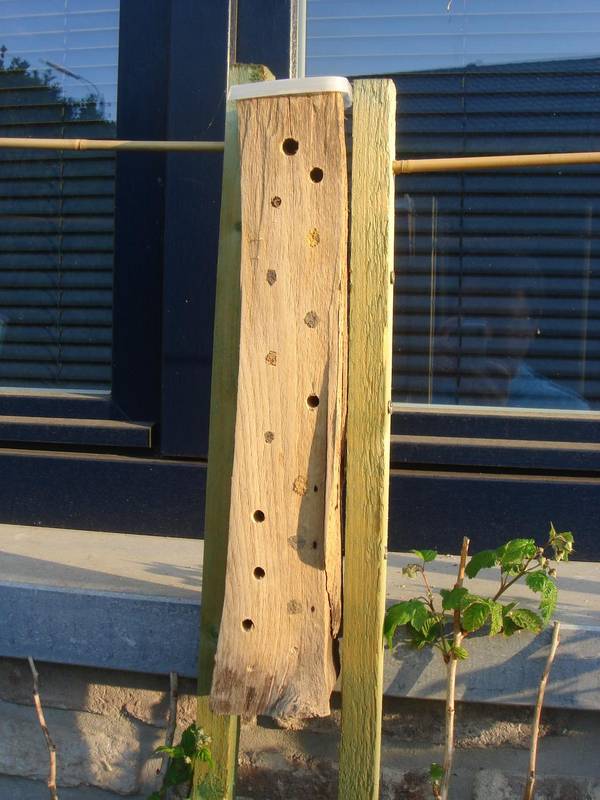 Buche en hêtre, fixée sur un support en bois Buche en hêtre, fixée sur un support en bois