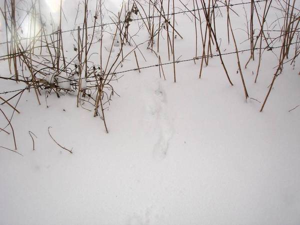 traces-renard-31-01-2010_00 Traces de renard ?
