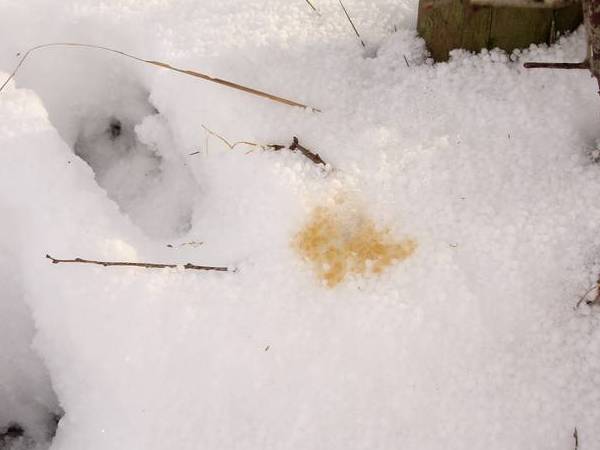traces-renard-31-01-2010_01 Traces de renard ?