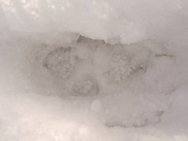 traces-renard-31-01-2010_02 Traces de renard ?
