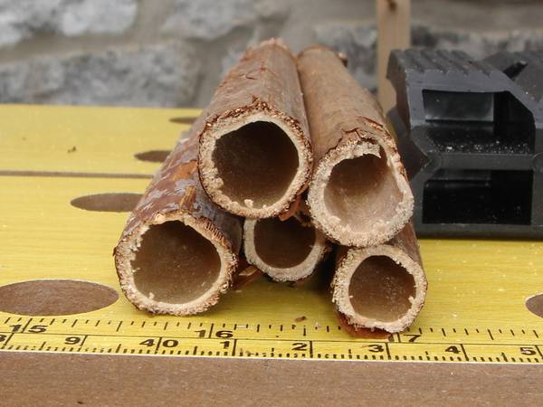 Tronçon de Renouée, côté ouvert Tronçon de Renouée, côté ouvert